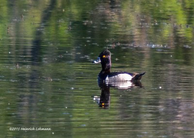 K3C2559-Ring-necked Duck.jpg