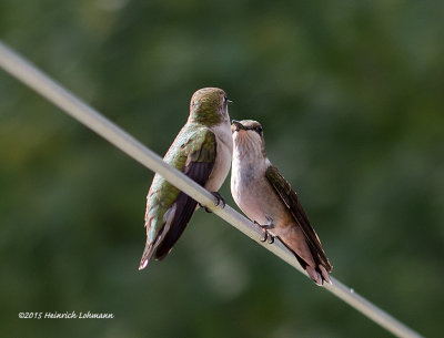 IMP9926-Hummingbirds.jpg