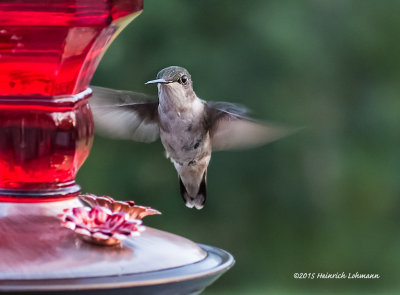 IMP9588-Hummingbird.jpg