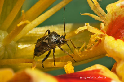K3C8527-Plant Bug.jpg