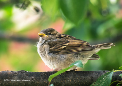 K3C8798-House Sparrow juvenile female.jpg