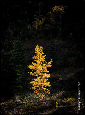 K3C9411-Kananaskis.jpg