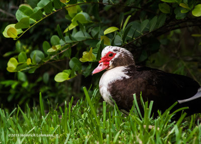 K3D0542-Muscovy Duck.jpg