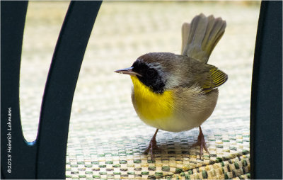 K3D2240-Common Yellowthroat.jpg