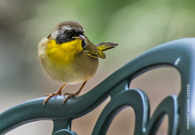 K3D2270-Common Yellowthroat.jpg