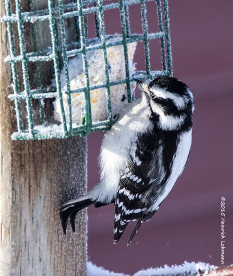 K3D5249-Downy Woodpecker.jpg