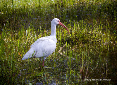 IMP0239-White Ibis.jpg