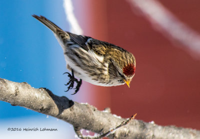 K3D5349.jpg-Common Redpoll.jpg