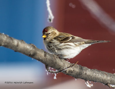 K3D5354-Common Redpoll.jpg