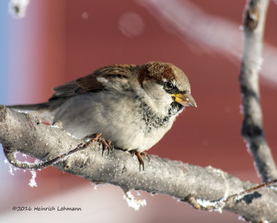 K3D5363-House Sparrow (male).jpg