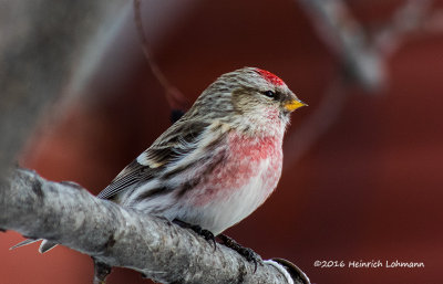 K3D5393-Common Redpoll (male).jpg