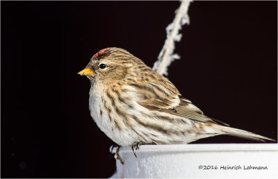 K3D5373-Redpoll.jpg