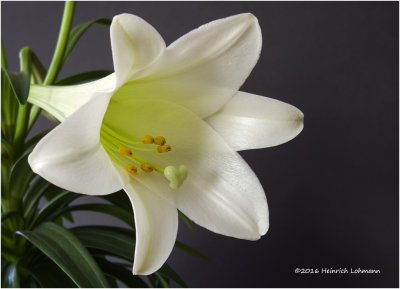 IMP3106-Easter Lily.jpg