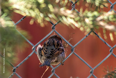 K3D5671-House Sparrow-male.jpg