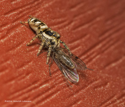 K310004-Metaphid Jumping Spider with prey.jpg