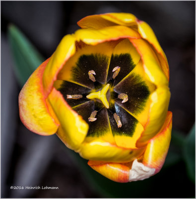 K310100-Tulip.jpg