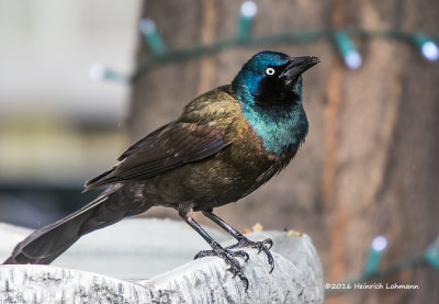 K3D5871-Common Grackle.jpg
