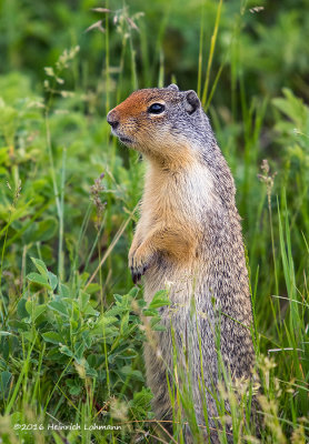 K3E0381-Columbian Ground squirrel.jpg