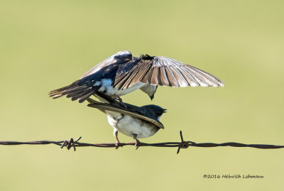 K3D7816-Tree Swallows.jpg