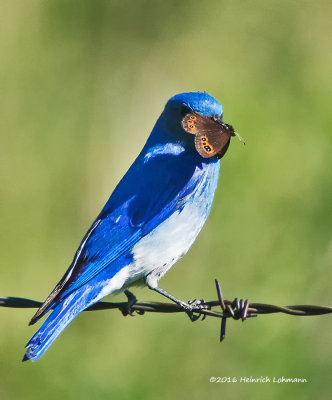 K3D8305-Mountain Bluebird-male.jpg