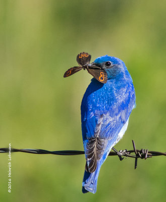 K3D8323-Mountain Bluebird-male.jpg