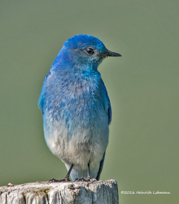 K3D9908-Mountain Bluebird-male.jpg