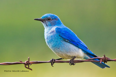 K3E0254-Mountain Bluebird-male.jpg