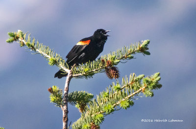 K3D7091-Red-winged Blackbird.jpg