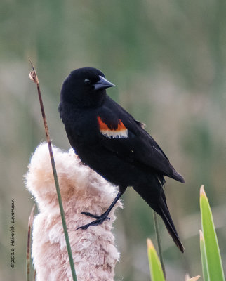 K3E1451-Red-winged Blackbird-male.jpg