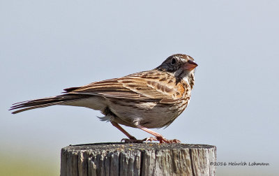 K313136-Vesper Sparrow.jpg