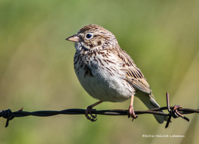 K3D6306-Savannah Sparrow.jpg