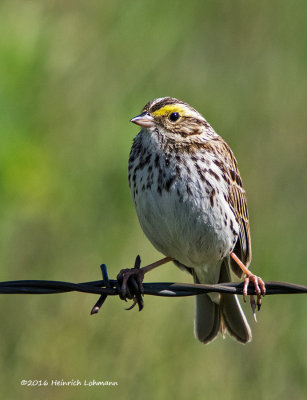 K3D6356-Song Sparrow.jpg