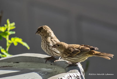 K314376-House Finches-female.jpg