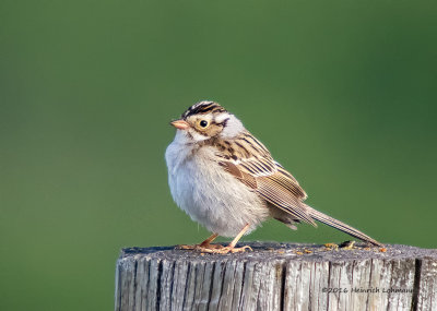 K3D9794-Clay-colored Sparrow.jpg