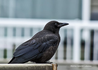 K3E2312-American Crow-juvenile.jpg