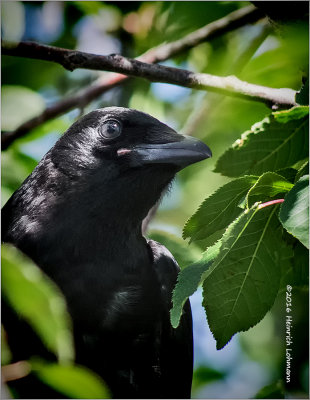 K3E2596-American Crow-juvenile.jpg