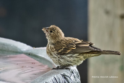 K3E2475-House Finch-female.jpg