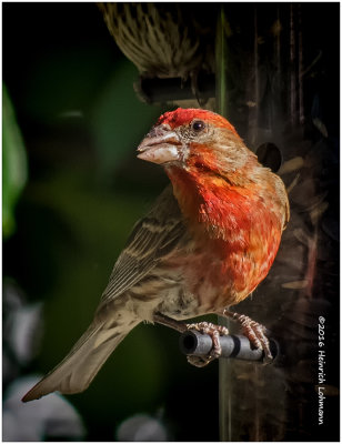 K3E2624-House Finch-male-old.jpg