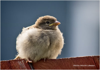 K3E2490-House Sparrow-female-juvenile.jpg