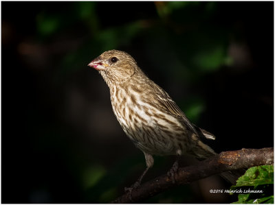 K3E2938-House Finch-female.jpg