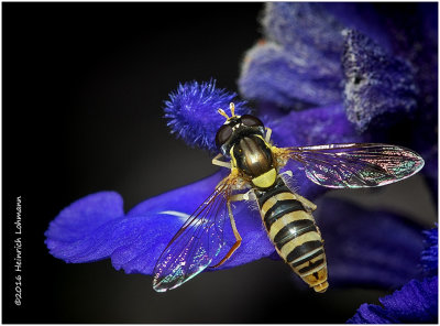 K314631-American Hover Fly.jpg