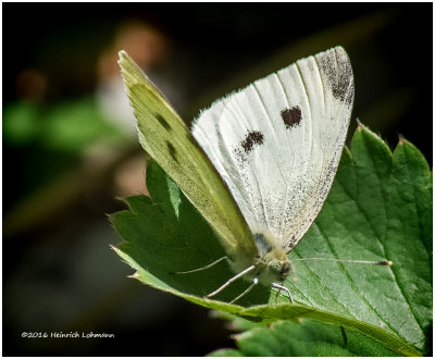 K3E3529-Cabbage Butterfly.jpg