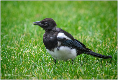 K3E3611-Black-billed Magpie-juvenile.jpg