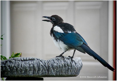 K3E3626-Black-billed Magpie.jpg