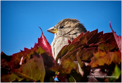K3E3950-Houae Sparrow-female.jpg
