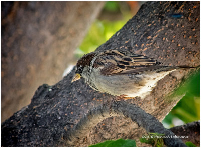 K3E3957-House Sparrow-male.jpg
