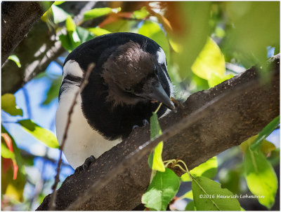K3E4014-Black-billed Magpie.jpg