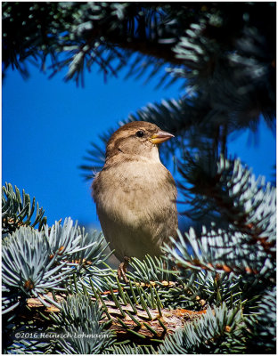 K3E4075House Sparrow-female.jpg