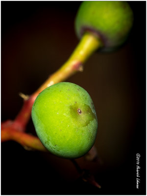 K314842-Virginia Creeper fruit.jpg