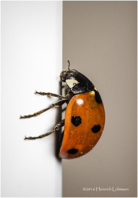 K314929-Seven-spotted Lady Beetle.jpg